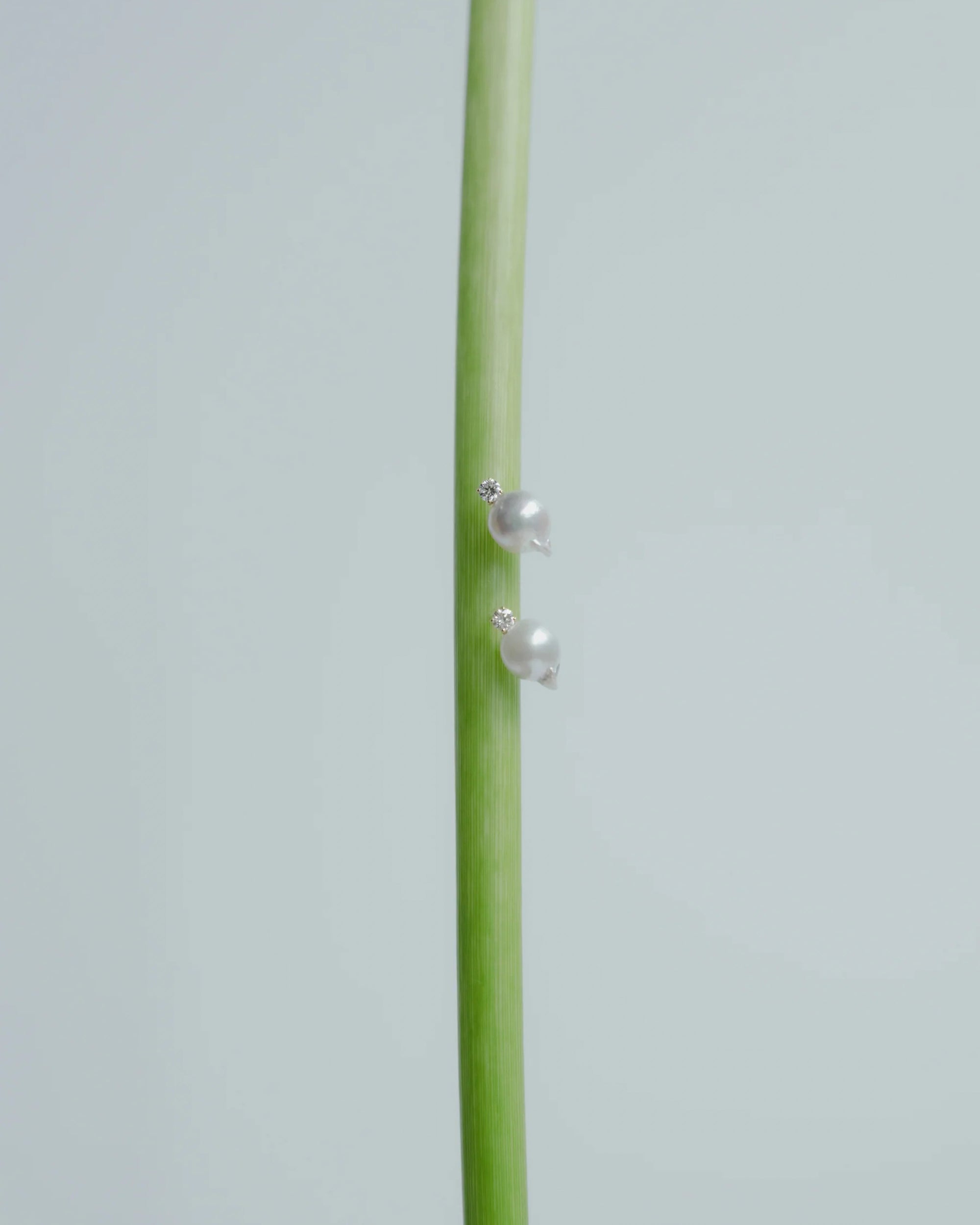 [Unique Akoya Pearl] Akoya pearl point earrings (pair)